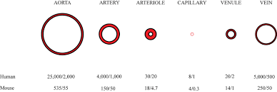 We did not find results for: The Typical Diameters Wall Thicknesses Of Blood Vessel For Humans And Download Scientific Diagram