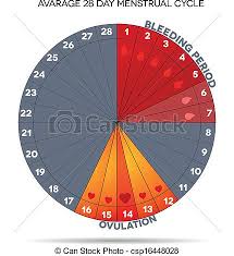 Menstrual Cycle