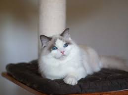 2 ragdoll kittens for sale. Looking For Lilac Bicolor Ragdoll Ragdollkittens At Lilac City Ragdolls We Are Well Known Kittens And Cats P Ragdoll Cat Colors Ragdoll Cat Cats And Kittens