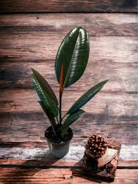 Image result for Ficus elastica