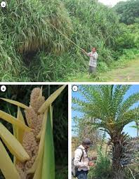 Image result for Pandanaceae