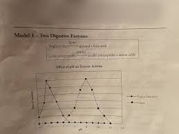 Large photos of the kindle books covers makes it especially easy to quickly scroll through and stop to read the descriptions of books that you're interested in. Enzymes And Cellular Respiration Pogil Model 1 Two Digestive Enzymes Diagram Quizlet