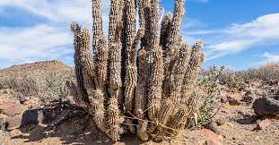 Hoodia is currently not classified as a medicine in south africa, but as a foodstuff, which. Hoodia Benefits Uses Dosage And Side Effects