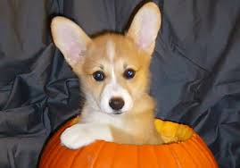 I think the picture of the corgi wearing that costume on the packaging sold us all hehe. Halloween