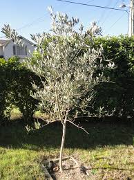 My Edible Fruit Trees Olive Trees