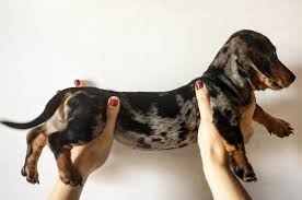 The modern name dachshund means simply badger (dachs) dog (hund) in german. 17 Reasons Why Dachshunds Are The Absolute Best Dogs