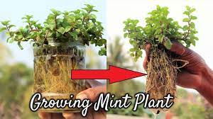 Easiest Method Growing Mint From Cuttings Very Easily In Water Propagate Mint In Water Youtube Growing Mint Propagate Mint Mint Plants