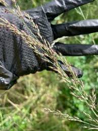 Image result for Arundinella