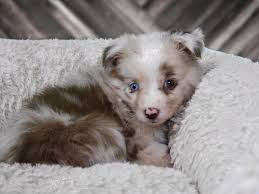 What toys are best for an australian shepherd? Miniature Australian Shepherd Puppies For Sale Near Milwaukee Wi