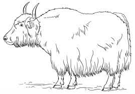 Yak Ausmalbilder Ausmalbilder Ausmalbilder Ausmalen Malvorlagen Tiere