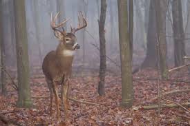 Whitetail Buck In Foggy Woods By Daniel Teetor Whitetail Bucks Whitetail Deer Deer Pictures