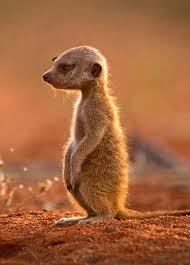 Lonely Little Fellow Meerkat Cute Animals Animals Beautiful