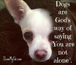 Dog Spelled Backwards Is God I Love Dogs Dog Quotes Dogs