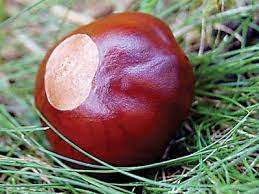 You obtain good luck for a card game, if a buckeye is worn in your right pocket. Buckeyes Both A Good Luck Charm And A Poison