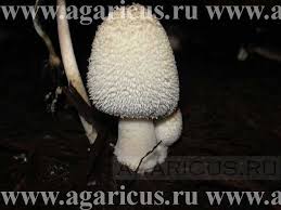 Image result for Coprinus sp.