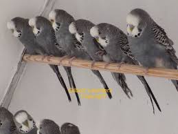 Black Birds You Can Have As Pets Budgies Pet Birds Cute Birds Cute Animals