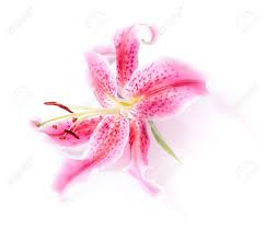 The blooms of this type of oriental hybrid lily are rich golden colors that are sometimes speckled with red spots. Pink Stargazer Lily Flower Head On A White Background With A Stock Photo Picture And Royalty Free Image Image 11816363