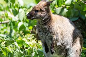 Goldcoast wallabies basketball, scores, news, schedule, roster, players, stats, rumors, details and more on eurobasket.com Wallabies Are On The Loose In Britain And We Ve Mapped 95 Sightings Abc News