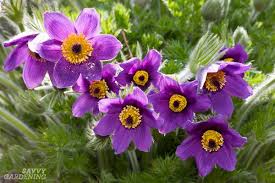 We did not find results for: Purple Perennial Flowers 24 Brilliant Choices For Gardens