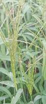 Image result for Digitaria brazzae
