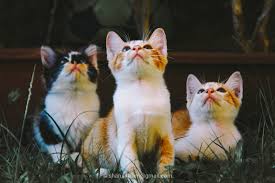 Mereka katakan itu adalah cinta pada pandangan pertama dan menamakan anak kucing itu dengan nama panggilan isterinya. 19 Keping Gambar Anak Kucing Yang Comel Lagi Imut