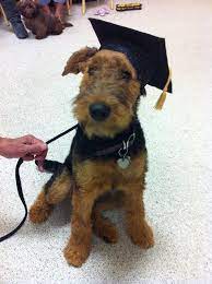 Dog Graduation Cap Graduation Hat Costume Etsy Graduation Hat Dogs Terrier