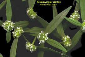 Image result for Mitracarpus