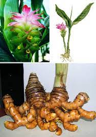 Biologi Lingkungan Hidup Mengenal Temulawak Curcuma Xanthoriza Tanaman Obat Tradisional Indonesia