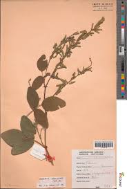 Image result for Bouffordia