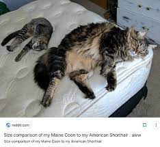 Sometimes, we are lounging in the hallway around the same time, and i get a chance to compare my maine coon's size to the 2 smaller dogs. My Maine Coon Kitten Sophie Is 7months Old And Is 10 Pounds Is That Normal Quora