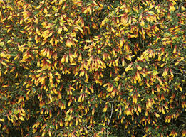 Image result for Justicia australis