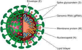 For example, 17% of the participants 18 to 55 years of age and 8% of those 65. The Inclusive Review On Sars Cov 2 Biology Epidemiology Diagnosis And Potential Management Options Springerlink
