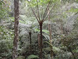 Image result for Cyathea mossambicensis