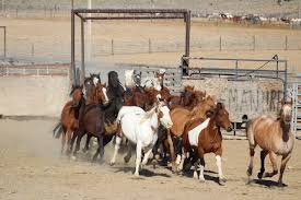 Mustangs sind die wild lebenden pferde nordamerikas. Mustangs 2021