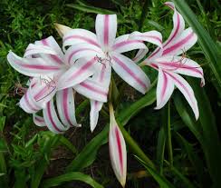 Image result for Crinum jasonii