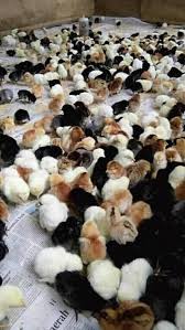 Ayam joper adalah campuran ayam kampung dengan ayam petelur ( broiler). Ternak Ayam Kampung Super Joper Mangkutana Posts Facebook
