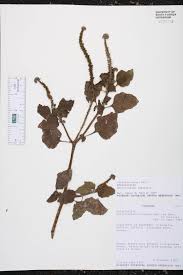 Image result for Heliotropium indicum