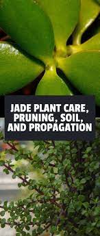Jade Plant Care Pruning Soil And Propagation Epic Gardening Jade Plant Care Jade Plants Plant Care