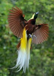 620 x 600 · jpeg. 180 Ide Cendrawasih Papua Burung Burung Cantik Lukisan