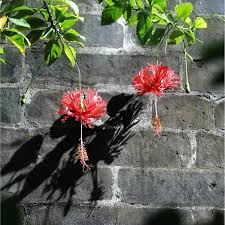 Image result for Hibiscus schinzii