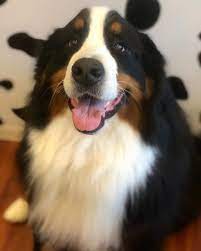 happy friday バーニーズマウンテンドッグ バニ部 ルーちゃんスマイル わんこ部 いぬすたぐらむ いぬら部 大型犬のいる生活 ドッグサロン トリミングサロン 品川 港区 鮫洲 大井町 大田区 大森 bernesemountaindogs doglover do