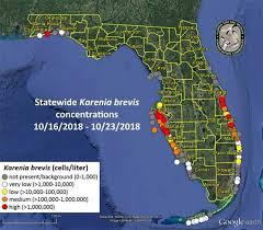 Red Tide Blooms Increase On Floridas West Coast Wusf News