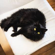 Maybe you would like to learn more about one of these? 5319425 3630x3630 Bokeh Superstition Fluffy Black Cat Cushion Threaten Yellow Eyes Black Cat Home White Look Blur Png Images Pet Scare Lie Chair Animal Feline Fur Mocah Hd Wallpapers