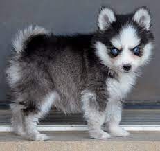 But there's no such thing as a mini pom. Pomeranian Husky Mix Album On Imgur