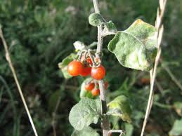 Image result for Solanum sp. A