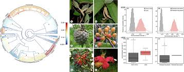 Image result for Annonaceae