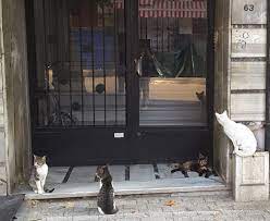istanbul buyukada sokak kedileri kedi sevimli kediler istanbul