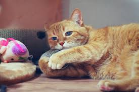 With all of our fancy surgery, chemo and radiation, if we still can't give people a good prognosis, i don't think a lot of this treatment. Why Is My Cat Drooling Cole Marmalade