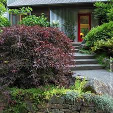 The tamukeyama japanese maple's cascading branches, weeping habit, and compact size make it ideal for. Tamukeyama Japanese Maples For Sale Fastgrowingtrees Com