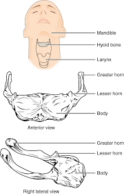 Related posts of human back bone chart bone anatomy crossword. Hyoid Bone Wikipedia